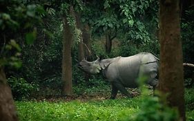 Hotel Tree Tops- A Serene Friendly Hotel In Sauraha